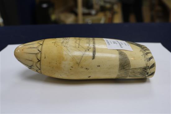 An early 19th century Scrimshaw whale tooth length 18cm